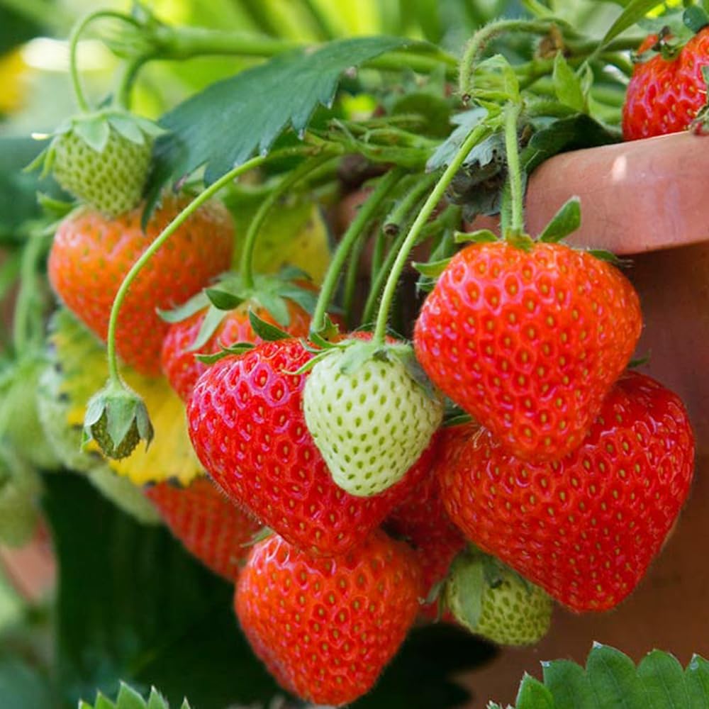 5000+Cream Strawberry Seeds for Planting, Fruits Extra Big, Juicy, Sweet Strawberries Great for Pots or the Ground, indoors or Outdoors - Image 2