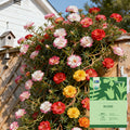 Moss Rose Flower Garden Seeds - Bulk Non-GMO Seed Blend Flowers, Large Blooms, Attracts Pollinators, Enhances Biodiversity, Easy-to-Grow Full Sun Outdoor Planting