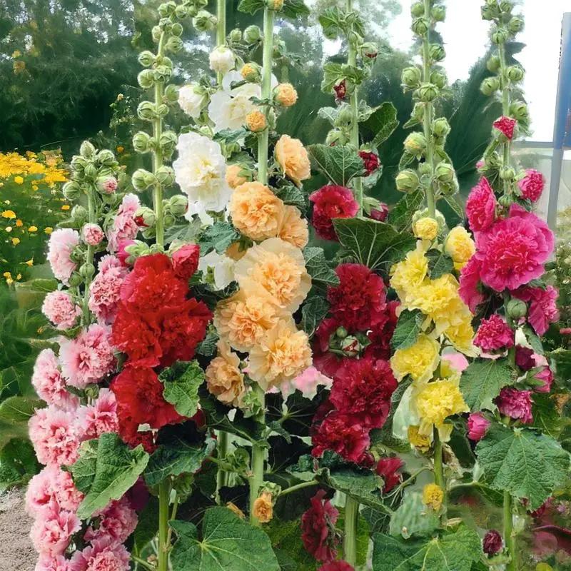 [Germinate or Refund Promise] 500pcs Double Hollyhock 'Radiant Rose' Mixed Color Seeds, Non-GMO Heirloom Hardy Biennial Full Sun Plants, Colorful Blooms for Outdoor Garden Backdrops & Flower Pots, Attracts Pollinators Bees Butterflies Hummingbirds