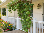 Mini Watermelon Seeds I Extra Sweet Small WatermelonIHigh Germination Rate I Compact Fruit Variety I Container &Garden Growing I Balcony Patio Backyard I Easy to Grow IBeginner Friendly I Non-GMO Watermelon Seeds, Home Planting Seeds, Vegetable Seeds