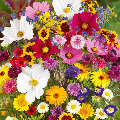 24 Perennial Wildflowers Seeds Mix Flower Seed Packets - Non-GMO Heirloom, Pollinator-Friendly, Full Sun Plants, Attracts Bees Butterflies & Hummingbirds, High Germination for Indoor-Outdoor Gardens, Mother's Day Gift Option