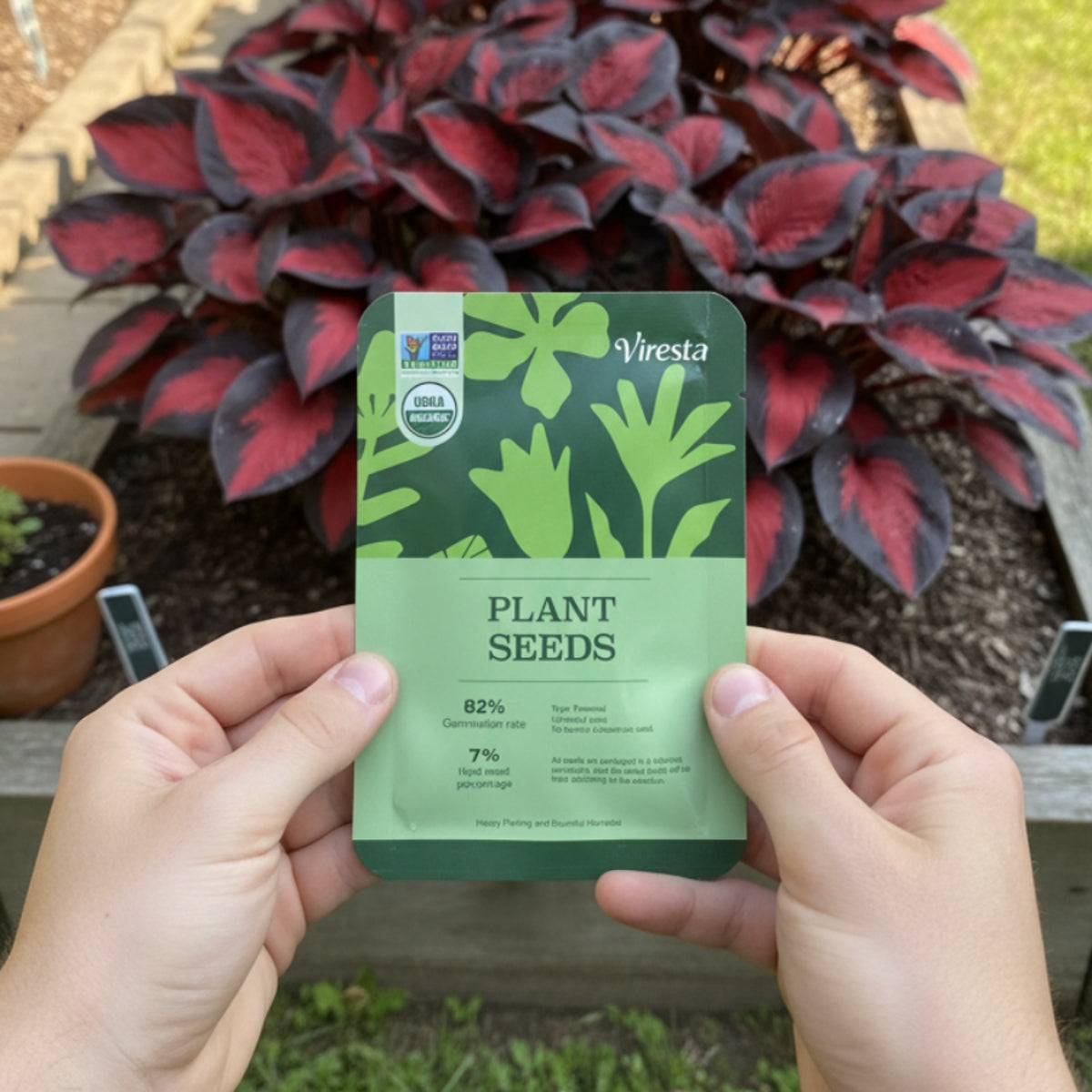 Black Red Hosta Seeds, Exotic Bicolor Foliage PerennialPlants, Shade Tolerant, Easy to Grow, Striking Contrast forDramatic Garden Appeal Ideal for Gardeners - Image 3