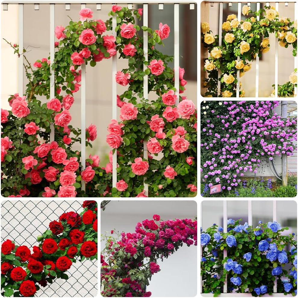 300 Mix Climbing Rose Seeds for Planting Outdoors Fragrant Butterfly Flower Seeds Heirloom Roses Bushes Ready to Plant Gardening Rose Seeds Bush Vine Climber Long-Blooming - Image 3