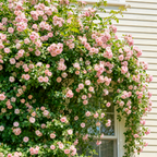 300 Mix Climbing Rose Seeds for Planting Outdoors Fragrant Butterfly Flower Seeds Heirloom Roses Bushes Ready to Plant Gardening Rose Seeds Bush Vine Climber Long-Blooming