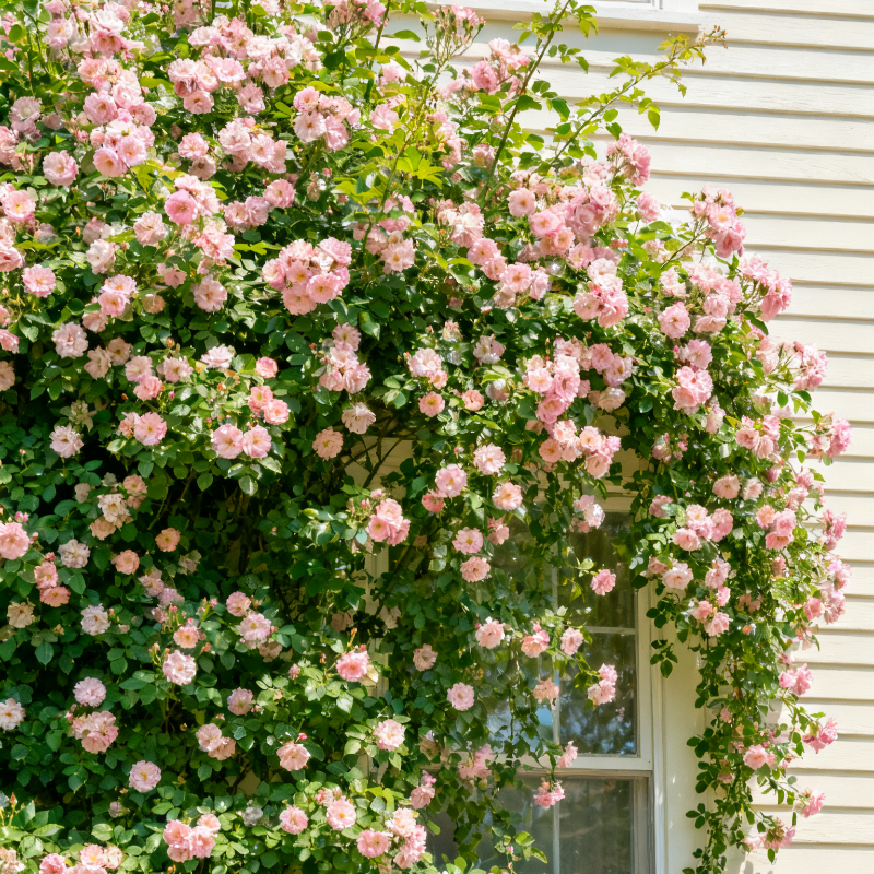 300 Mix Climbing Rose Seeds for Planting Outdoors Fragrant Butterfly Flower Seeds Heirloom Roses Bushes Ready to Plant Gardening Rose Seeds Bush Vine Climber Long-Blooming - Image 7