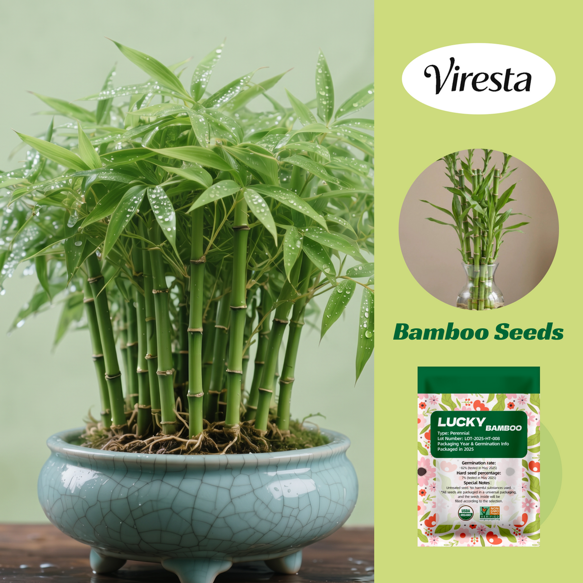 Lucky Bamboo Cypress Seeds - Decorative Bamboo Plant Seeds for Beginners, Indoor Low-Light Houseplants with Positive Energy, Adds a Calming Touch to Any Room, Feng Shui Garden Supplies