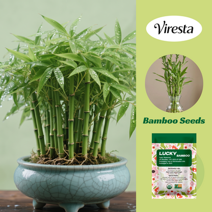 Lucky Bamboo Cypress Seeds - Decorative Bamboo Plant Seeds for Beginners, Indoor Low-Light Houseplants with Positive Energy, Adds a Calming Touch to Any Room, Feng Shui Garden Supplies