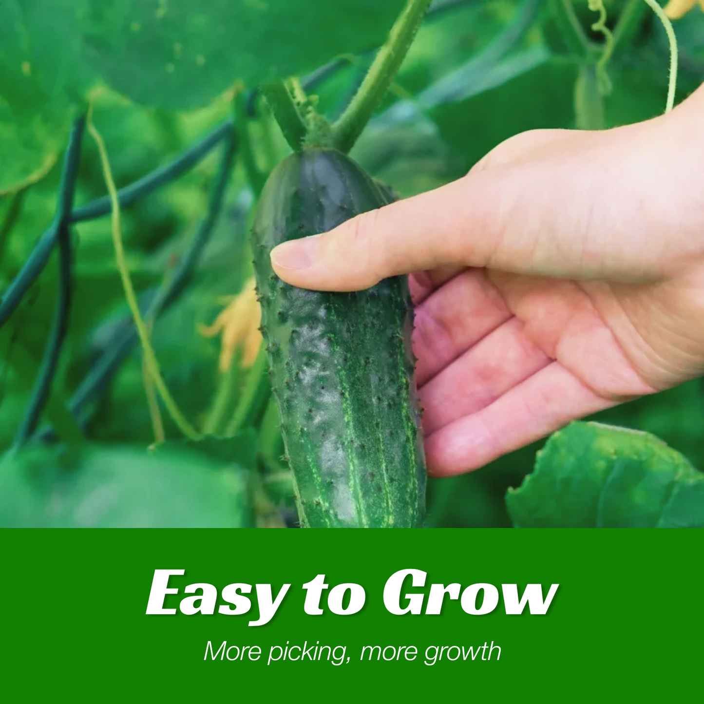 Organic Non-GMO Heirloom Mini Cucumber Vegetable Seeds (80+ Count) – 12 Inches Growth, for Home Garden Planting, Pickling & Salads - Image 4