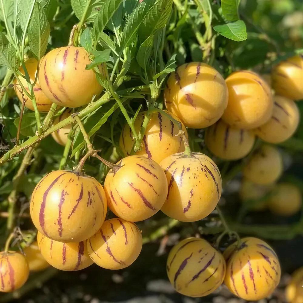 Pepino Melon Seeds for Planting,Sweet Pepino Seeds Non-GMO,Exotic Fruit Seed Heirloom for Outdoor Home Garden