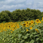 Sunflower Seeds for Planting | Heirloom Seeds | High Germination, Open Pollinated Sunflower Seeds to Plant for Home Garden, Outdoors & Attracts Pollinators