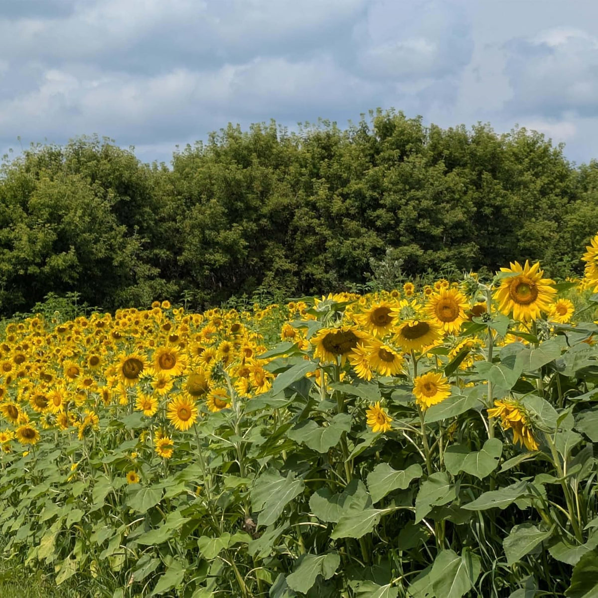 Sunflower Seeds for Planting | Heirloom Seeds | High Germination, Open Pollinated Sunflower Seeds to Plant for Home Garden, Outdoors & Attracts Pollinators - Image 5