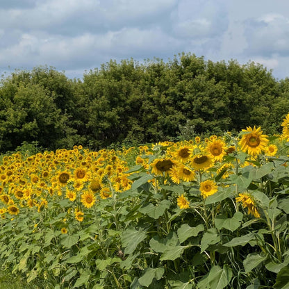 Sunflower Seeds for Planting | Heirloom Seeds | High Germination, Open Pollinated Sunflower Seeds to Plant for Home Garden, Outdoors & Attracts Pollinators