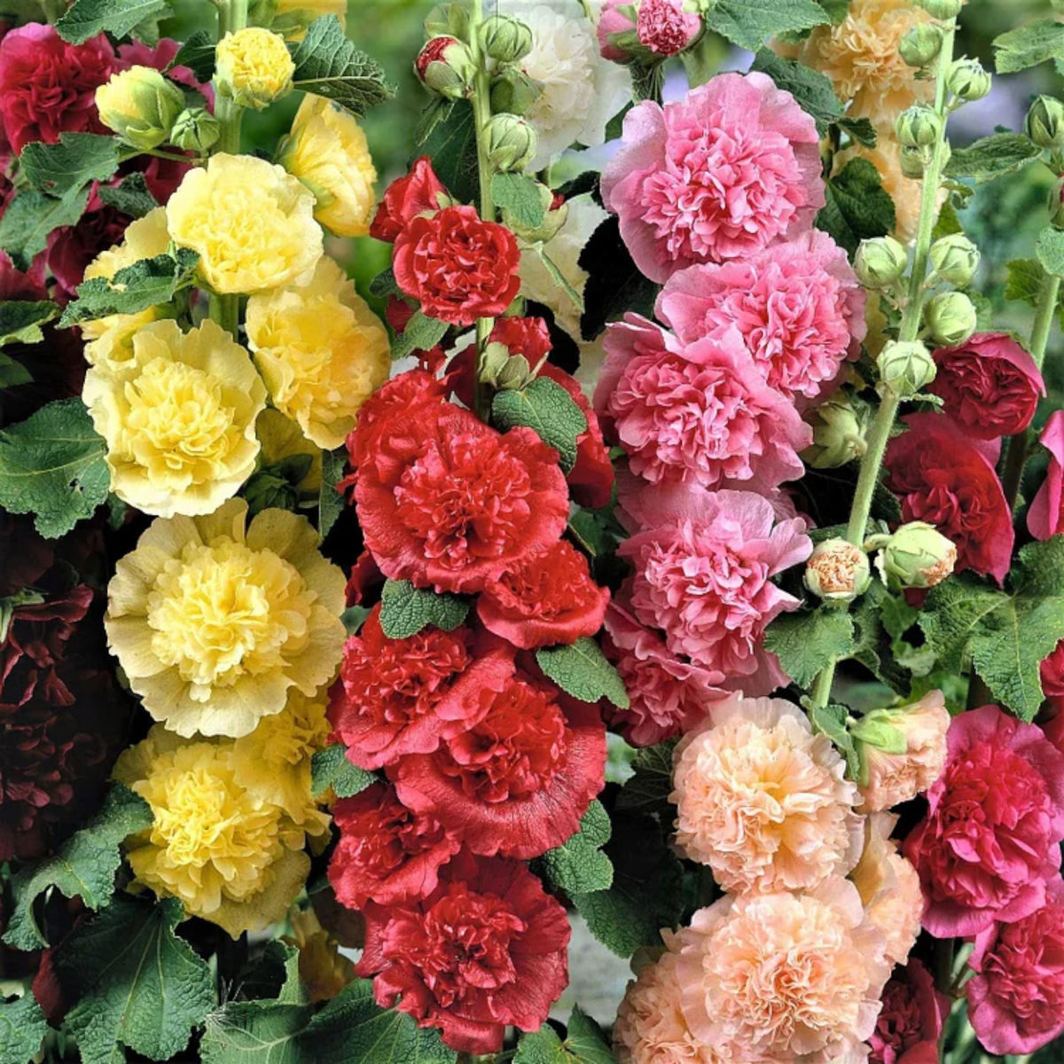 [Germinate or Refund Promise] 500pcs Double Hollyhock 'Radiant Rose' Mixed Color Seeds, Non-GMO Heirloom Hardy Biennial Full Sun Plants, Colorful Blooms for Outdoor Garden Backdrops & Flower Pots, Attracts Pollinators Bees Butterflies Hummingbirds