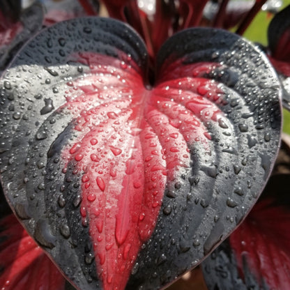 Black Red Hosta Seeds, Exotic Bicolor Foliage PerennialPlants, Shade Tolerant, Easy to Grow, Striking Contrast forDramatic Garden Appeal Ideal for Gardeners