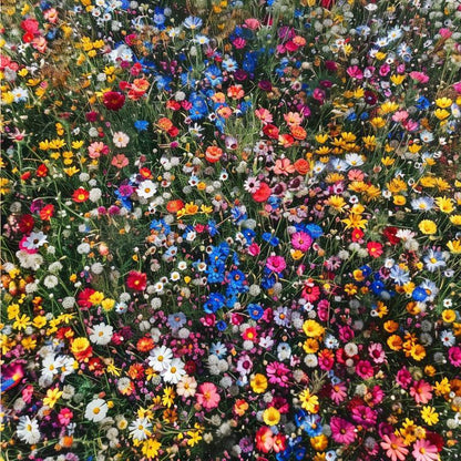 24 Perennial Wildflowers Seeds Mix Flower Seed Packets - Non-GMO Heirloom, Pollinator-Friendly, Full Sun Plants, Attracts Bees Butterflies & Hummingbirds, High Germination for Indoor-Outdoor Gardens, Mother's Day Gift Option