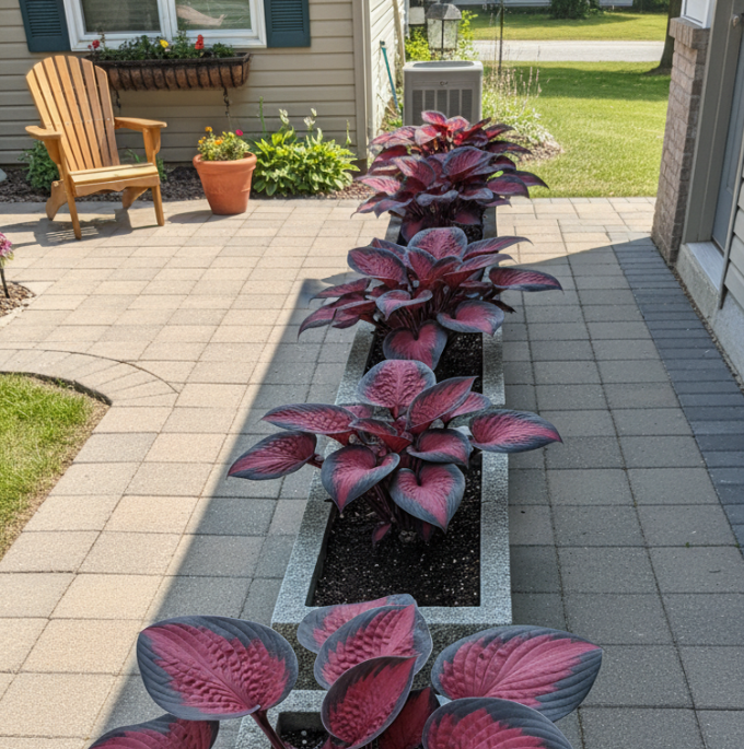 Black Red Hosta Seeds, Exotic Bicolor Foliage PerennialPlants, Shade Tolerant, Easy to Grow, Striking Contrast forDramatic Garden Appeal Ideal for Gardeners - Image 5