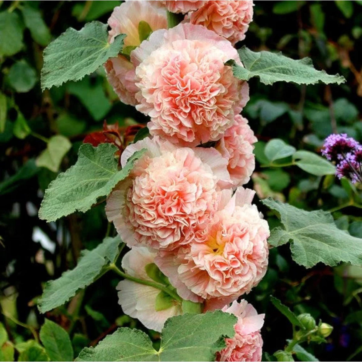 [Germinate or Refund Promise] 500pcs Double Hollyhock 'Radiant Rose' Mixed Color Seeds, Non-GMO Heirloom Hardy Biennial Full Sun Plants, Colorful Blooms for Outdoor Garden Backdrops & Flower Pots, Attracts Pollinators Bees Butterflies Hummingbirds