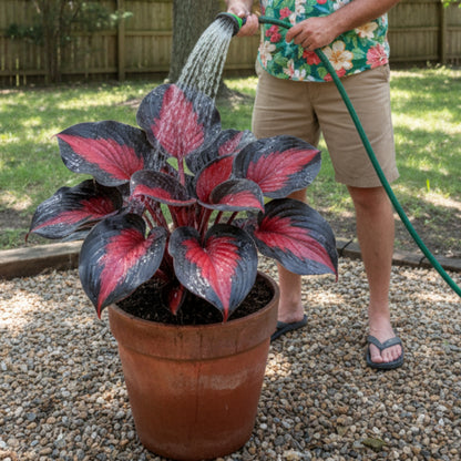 Black Red Hosta Seeds, Exotic Bicolor Foliage PerennialPlants, Shade Tolerant, Easy to Grow, Striking Contrast forDramatic Garden Appeal Ideal for Gardeners