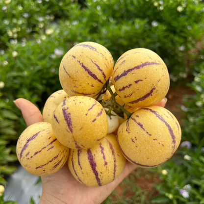 Pepino Melon Seeds for Planting,Sweet Pepino Seeds Non-GMO,Exotic Fruit Seed Heirloom for Outdoor Home Garden
