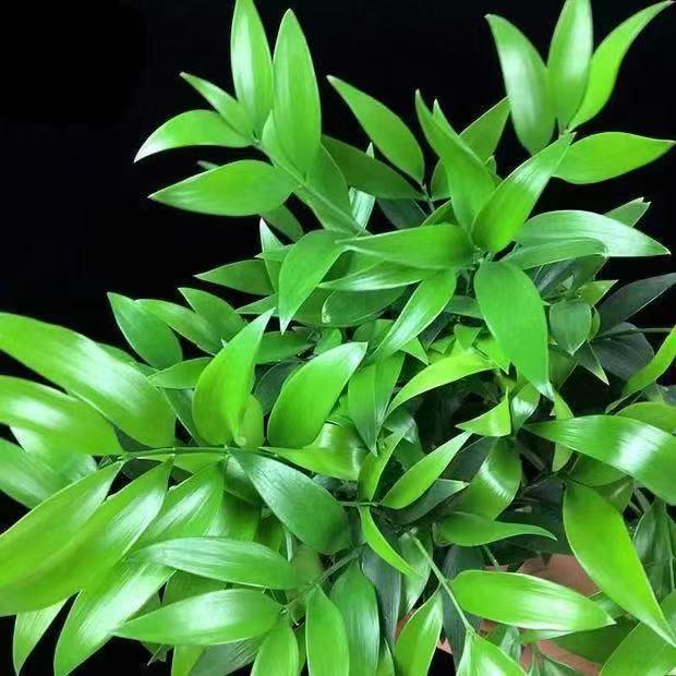 Lucky Bamboo Cypress Seeds - Decorative Bamboo Plant Seeds for Beginners, Indoor Low-Light Houseplants with Positive Energy, Adds a Calming Touch to Any Room, Feng Shui Garden Supplies - Image 2