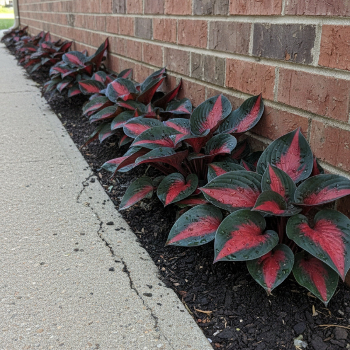 Black Red Hosta Seeds, Exotic Bicolor Foliage PerennialPlants, Shade Tolerant, Easy to Grow, Striking Contrast forDramatic Garden Appeal Ideal for Gardeners - Image 7