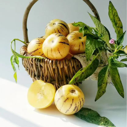 Pepino Melon Seeds for Planting,Sweet Pepino Seeds Non-GMO,Exotic Fruit Seed Heirloom for Outdoor Home Garden