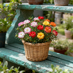 Moss Rose Flower Garden Seeds - Bulk Non-GMO Seed Blend Flowers, Large Blooms, Attracts Pollinators, Enhances Biodiversity, Easy-to-Grow Full Sun Outdoor Planting