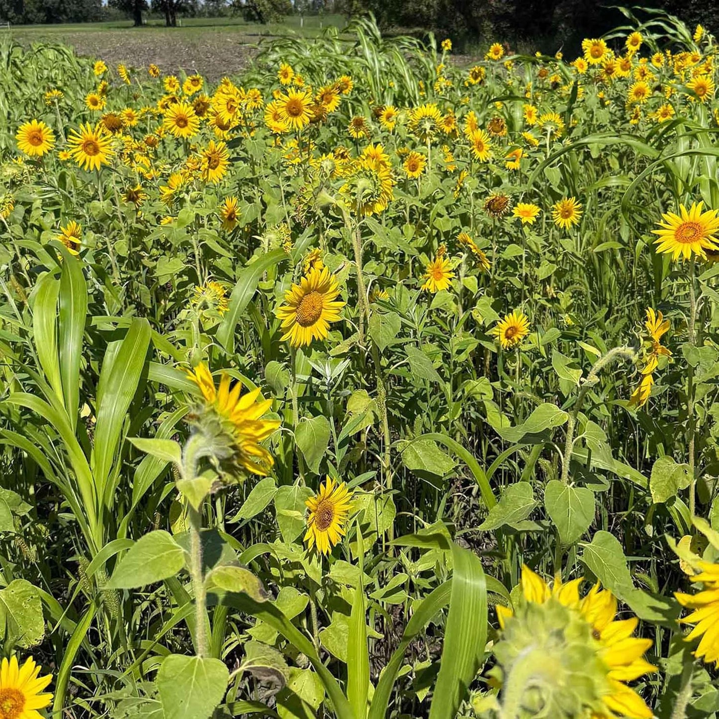 Sunflower Seeds for Planting | Heirloom Seeds | High Germination, Open Pollinated Sunflower Seeds to Plant for Home Garden, Outdoors & Attracts Pollinators - Image 2