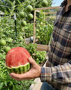 Mini Watermelon Seeds I Extra Sweet Small WatermelonIHigh Germination Rate I Compact Fruit Variety I Container &Garden Growing I Balcony Patio Backyard I Easy to Grow IBeginner Friendly I Non-GMO Watermelon Seeds, Home Planting Seeds, Vegetable Seeds