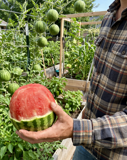 Mini Watermelon Seeds I Extra Sweet Small WatermelonIHigh Germination Rate I Compact Fruit Variety I Container &Garden Growing I Balcony Patio Backyard I Easy to Grow IBeginner Friendly I Non-GMO Watermelon Seeds, Home Planting Seeds, Vegetable Seeds