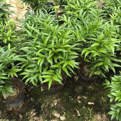 Lucky Bamboo Cypress Seeds - Decorative Bamboo Plant Seeds for Beginners, Indoor Low-Light Houseplants with Positive Energy, Adds a Calming Touch to Any Room, Feng Shui Garden Supplies