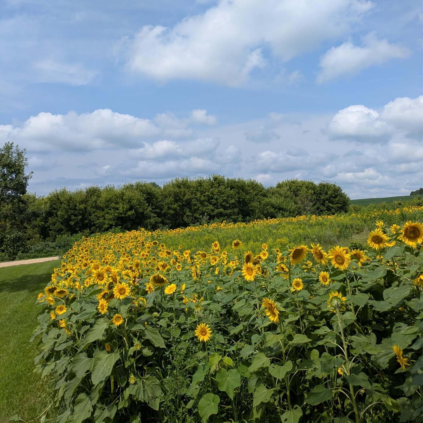 Sunflower Seeds for Planting | Heirloom Seeds | High Germination, Open Pollinated Sunflower Seeds to Plant for Home Garden, Outdoors & Attracts Pollinators - Image 3