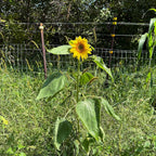 Sunflower Seeds for Planting | Heirloom Seeds | High Germination, Open Pollinated Sunflower Seeds to Plant for Home Garden, Outdoors & Attracts Pollinators