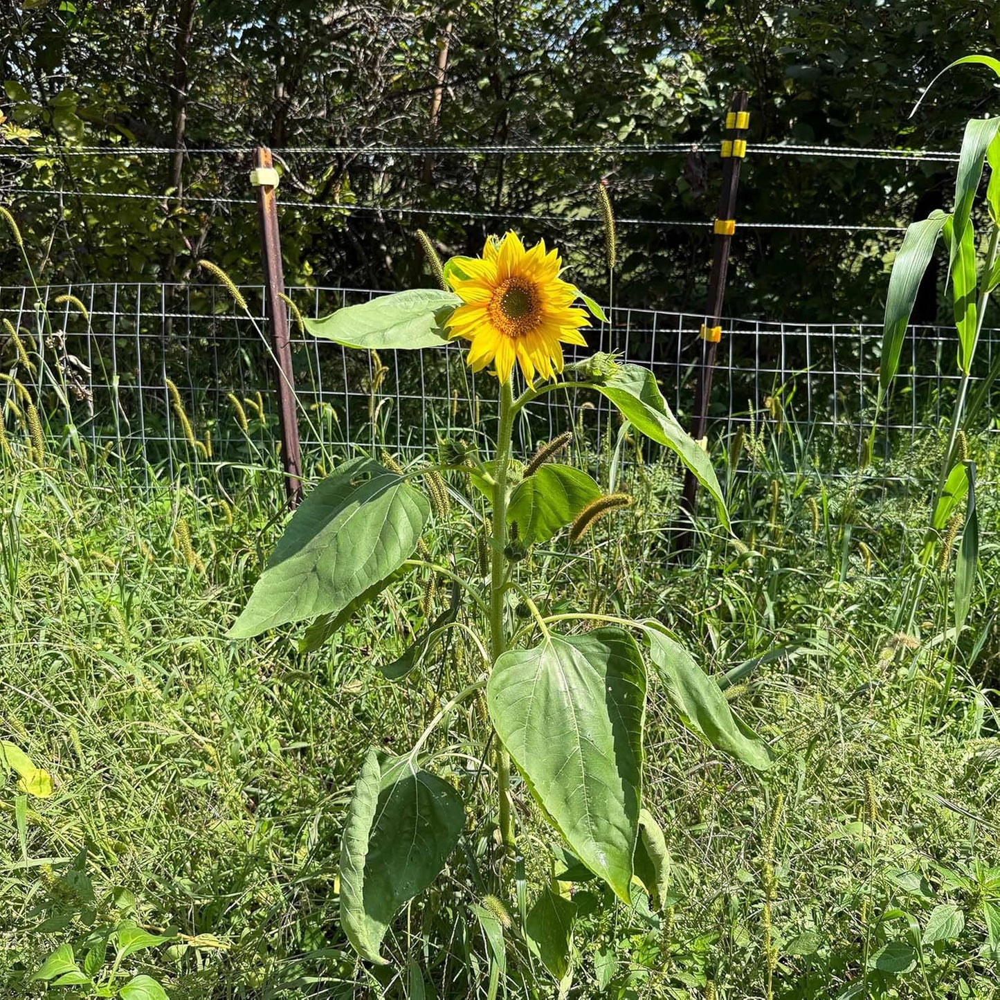Sunflower Seeds for Planting | Heirloom Seeds | High Germination, Open Pollinated Sunflower Seeds to Plant for Home Garden, Outdoors & Attracts Pollinators - Image 4