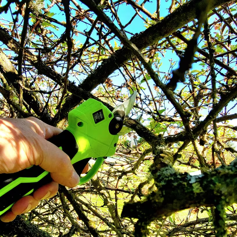 Customer photo showing the pruning result