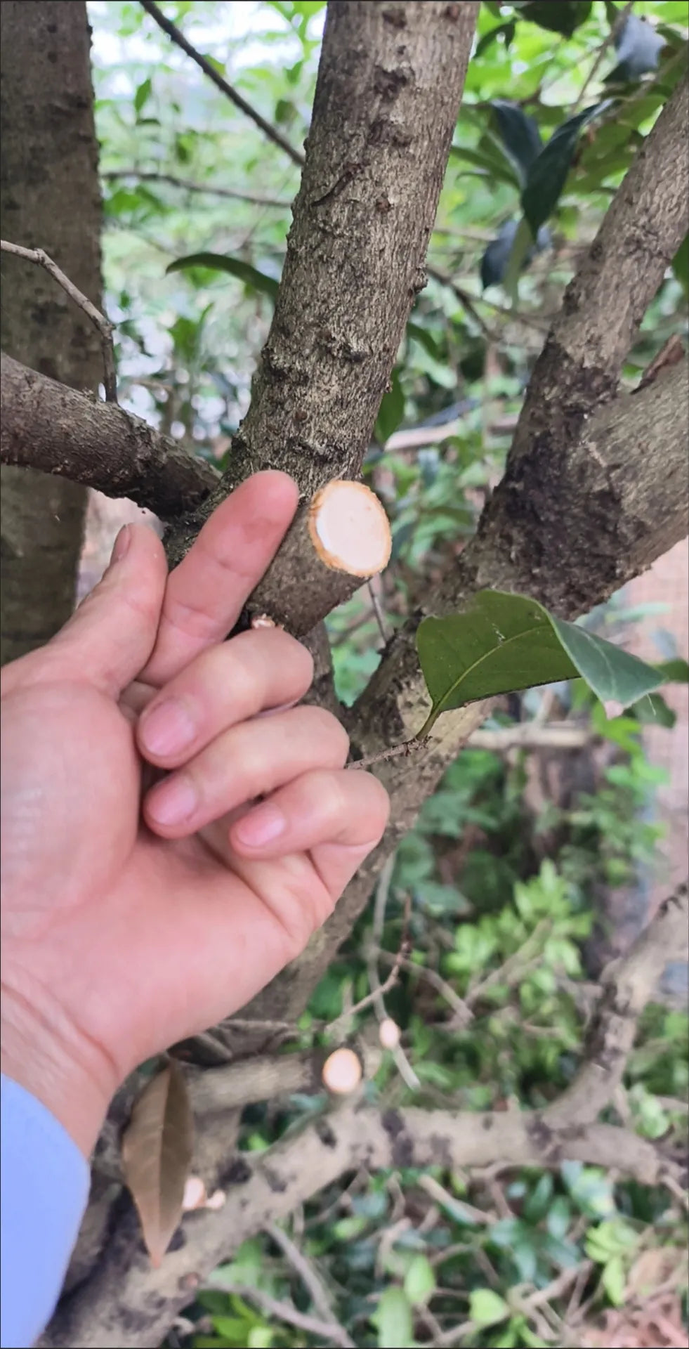 Customer photo showing a freshly cut branch