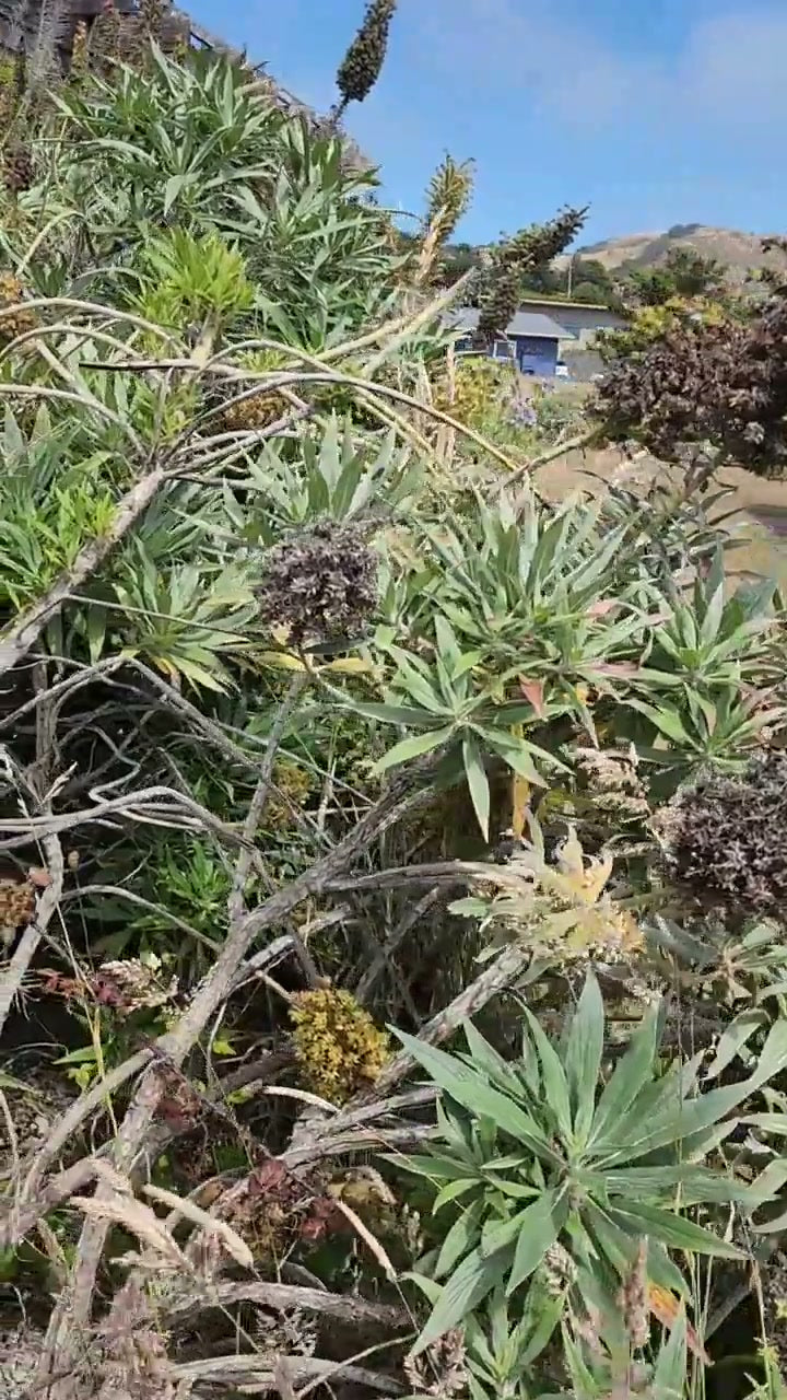 Customer video showing the pruning shears